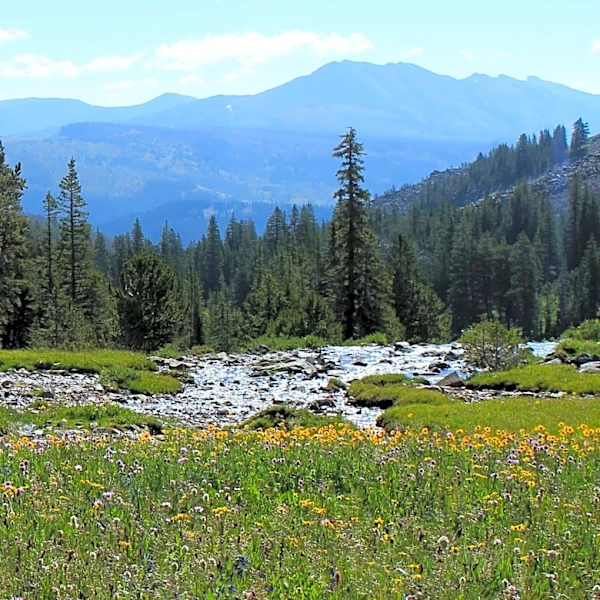 White River Forestry Committee Hosts Annual Wildflower Hike to Support Educational Efforts
