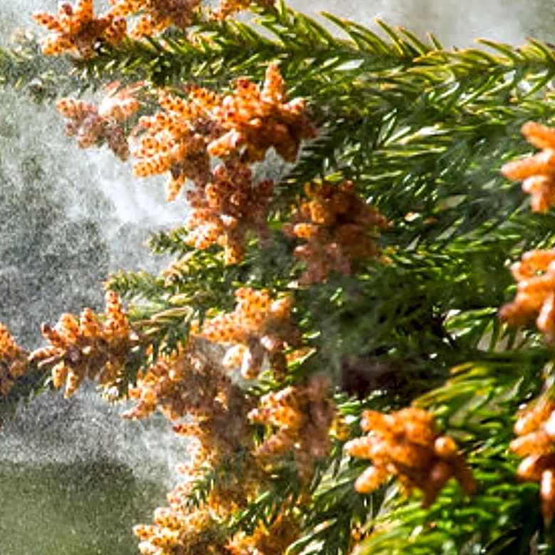 Allergy Experts Advise on Home Preparations for Pollen Season to Mitigate Symptoms