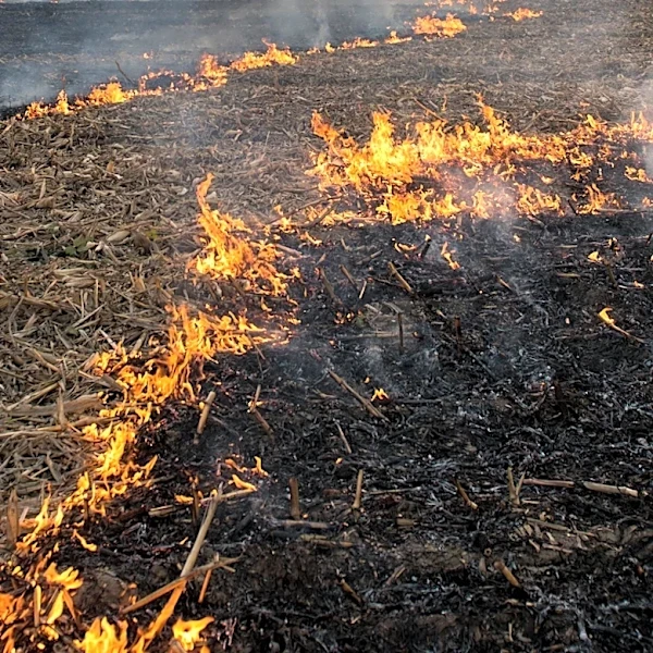 Professor's 'Burned Haystack' Dating Method Gains Popularity, Leading to Personal Success