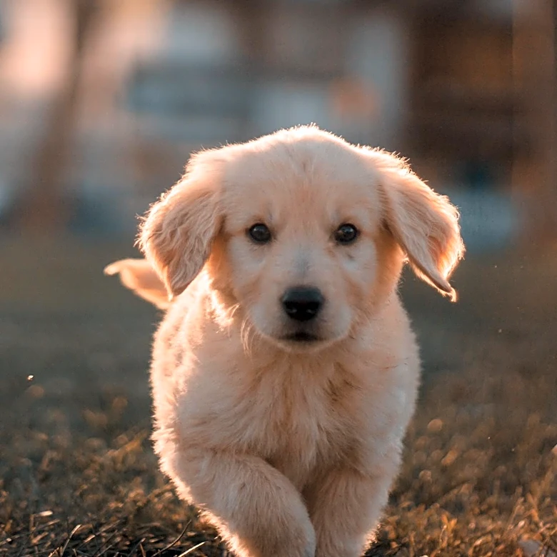 Golden Retriever Puppy’s Teething Antics Delight Social Media