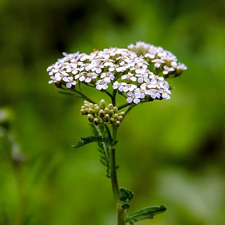 White River Forestry Committee Hosts Annual Wildflower Hike in Bedford