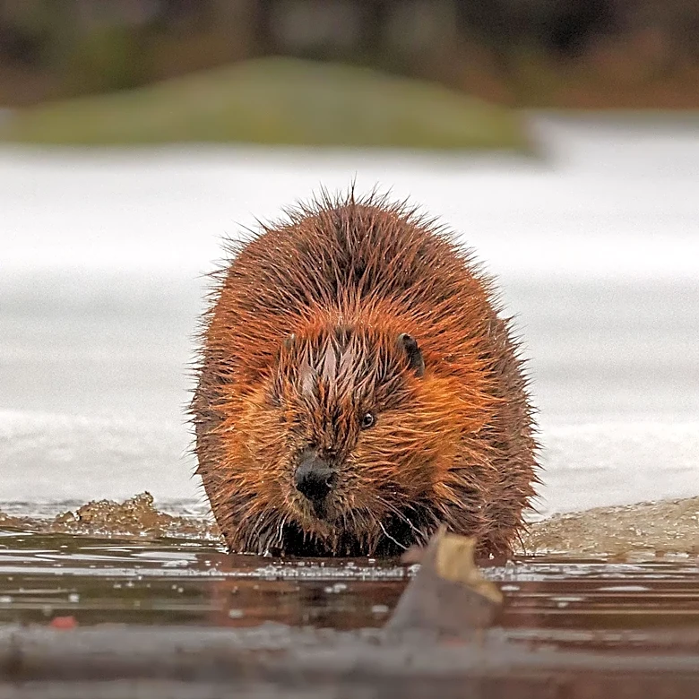 International Beaver Day Highlights Beavers' Role as Environmental Engineers