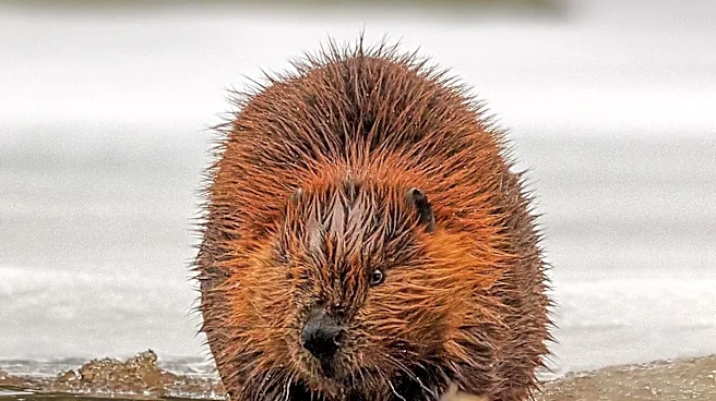 International Beaver Day Highlights Beavers' Role as Environmental Engineers