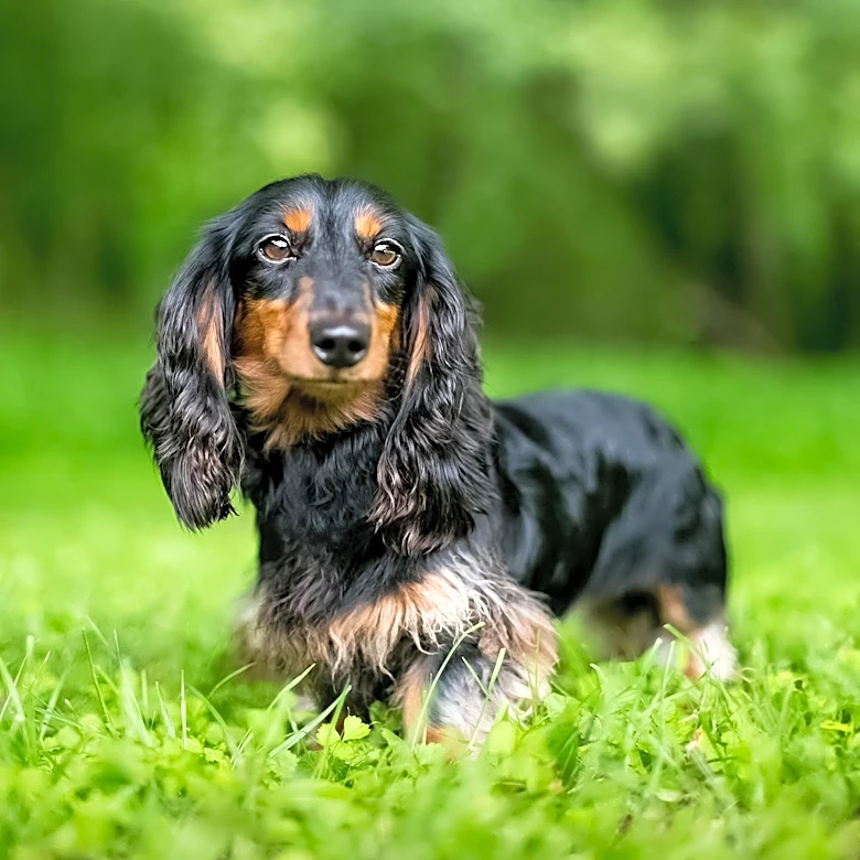 Dachshund Becomes Family Breadwinner, Funding $66K Wedding