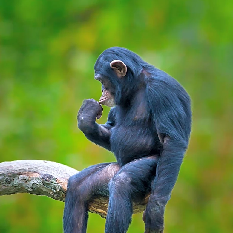 G Adventures Extends Partnership with Jane Goodall Institute to Promote Wildlife Conservation