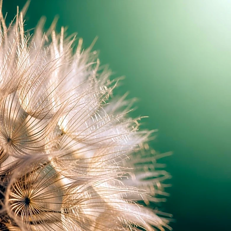 Ella Langley Prepares to Release New Album 'Dandelion' Amid Chart Success