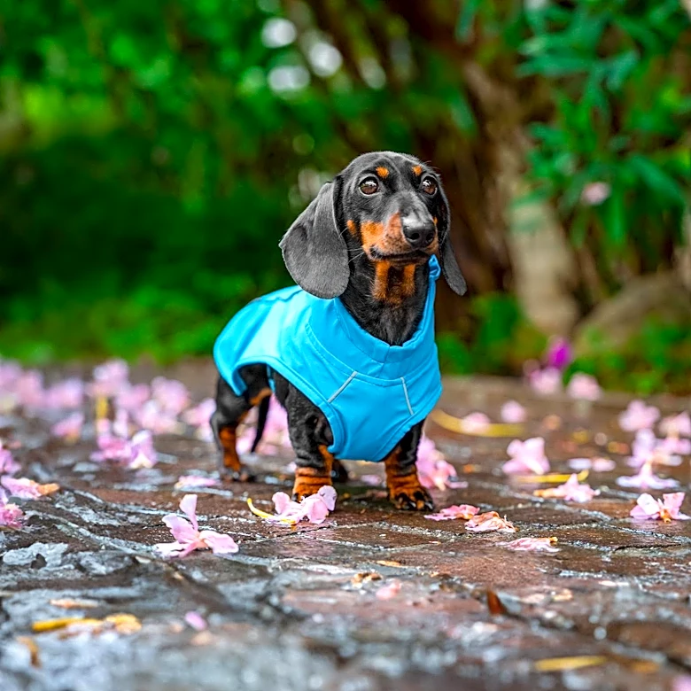 Dachshund's Toy Resemblance Captivates Online Audience