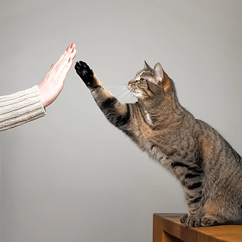 Viral Video Highlights Unique Cat Behavior on Social Media