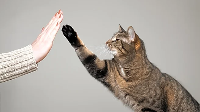 Viral Video Highlights Unique Cat Behavior on Social Media