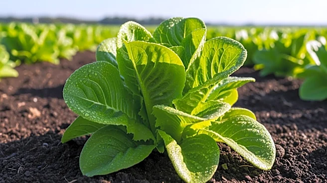 Church Brothers CEO Brian Church Honored for Agricultural Leadership in Salinas Valley