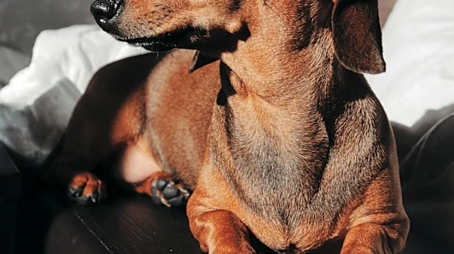 Dachshund Puppy Truffle's Bedtime Routine Charms Social Media