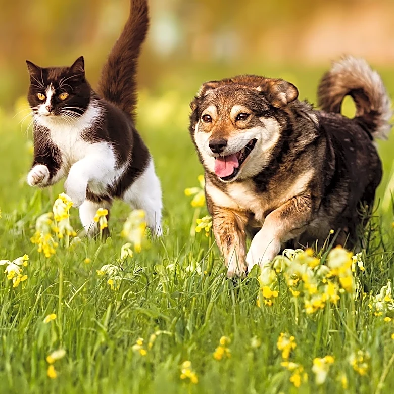 Cat Owner's Fetch Attempt with Dog Leads to Viral TikTok Moment