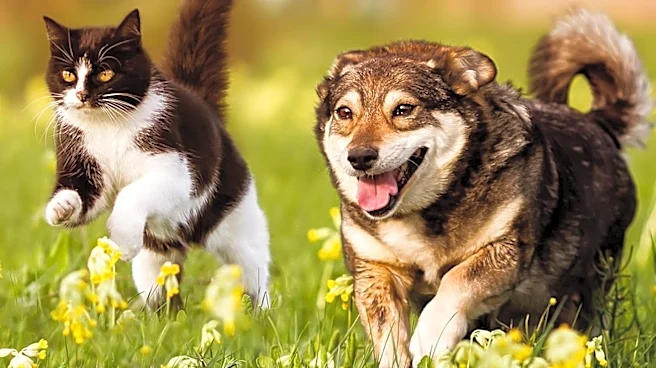 Cat Owner's Fetch Attempt with Dog Leads to Viral TikTok Moment