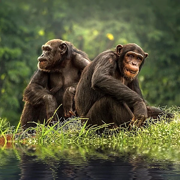 G Adventures Celebrates Jane Goodall Day with Partnership Extension