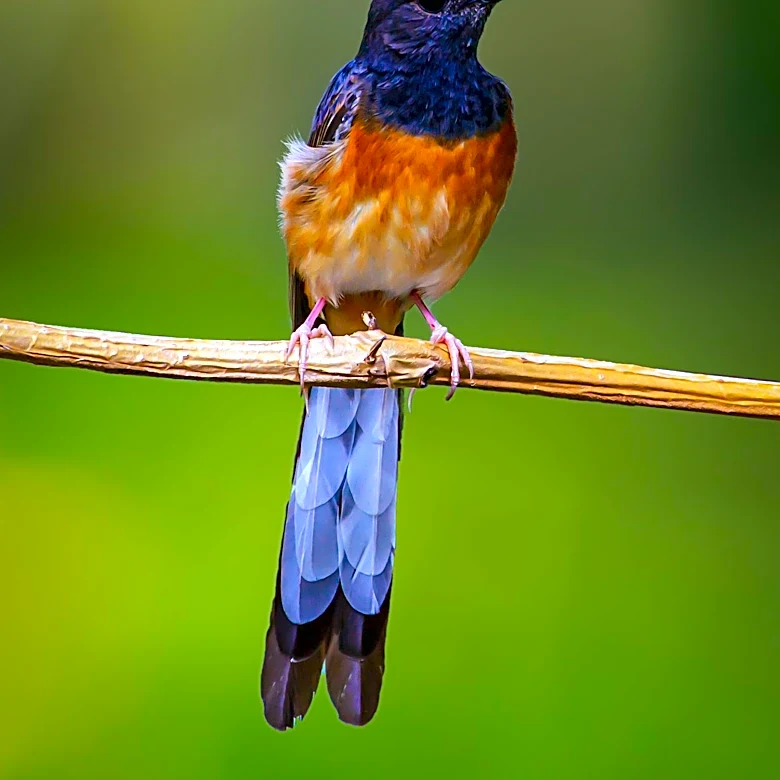 Birdwatchers Ascend Andes to Spot Rare Rufous-Bellied Seedsnipe in Ecuador