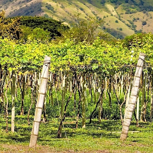 El Dorado Wineries Passport 2026: Celebrating Varietals in High-Elevation Vineyards