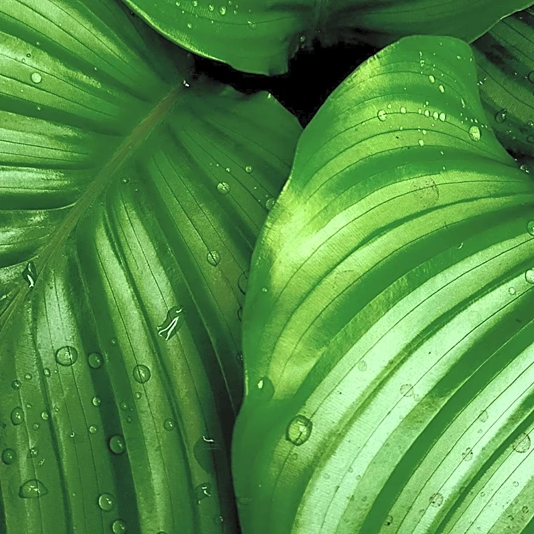 Photographer Jon McCormack Captures Nature's Patterns in New Book