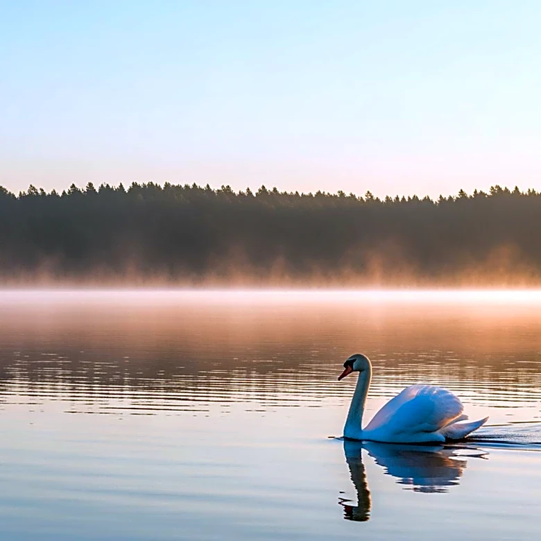 Minnesota Lynx's Napheesa Collier Features in 2026 Sports Illustrated Swimsuit Issue Amid Recovery