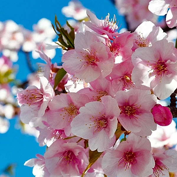 Cherry Blossoms in Chicago's Jackson Park Near Full Bloom, Visitors Encouraged to Plan Visits