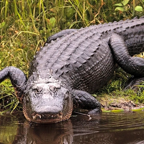 Gatorland Mourns the Loss of Buddy, Its Largest Alligator