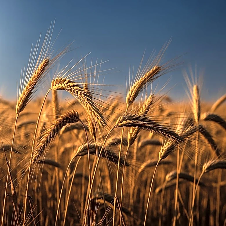 Harvest Moon Seeks Agricultural Manager to Enhance Crop Performance and Sustainability