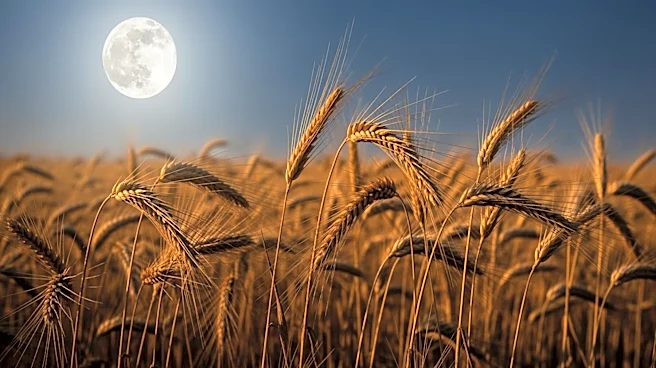 Harvest Moon Seeks Agricultural Manager to Enhance Crop Performance and Sustainability