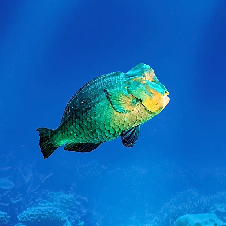 Bebe the Parrot Goes Viral for Exploring Bahamas in Mini Submarine