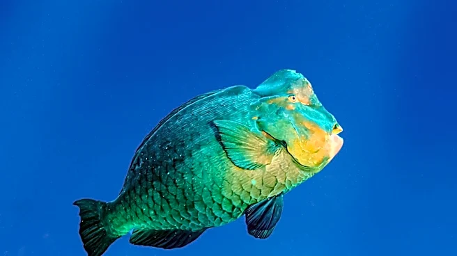 Bebe the Parrot Goes Viral for Exploring Bahamas in Mini Submarine