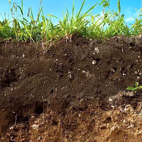 Augusta Homeowners Encouraged to Achieve 'Masters' Lawn with Soil Testing and Care Tips