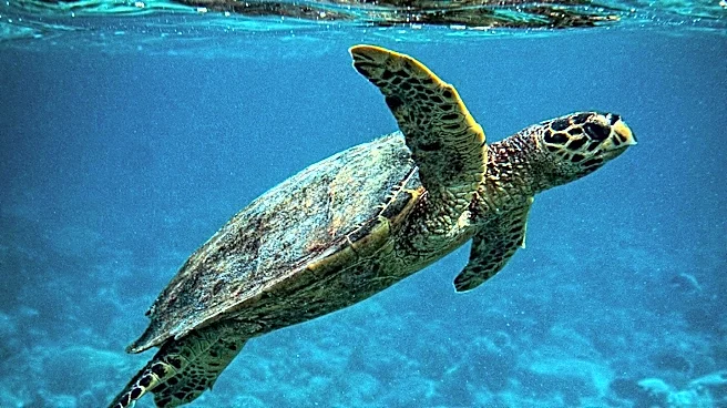 Rescued Sea Turtle Meatloaf Undergoes Rehabilitation at Aquarium of the Pacific