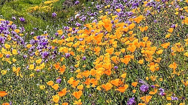 Carrizo Plain National Monument Offers Springtime Wildflower Blooms and Scenic Road Trips