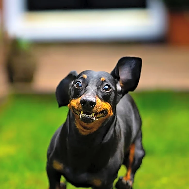 Dachshund's Walk Routine Amuses Internet with Hilarious Video