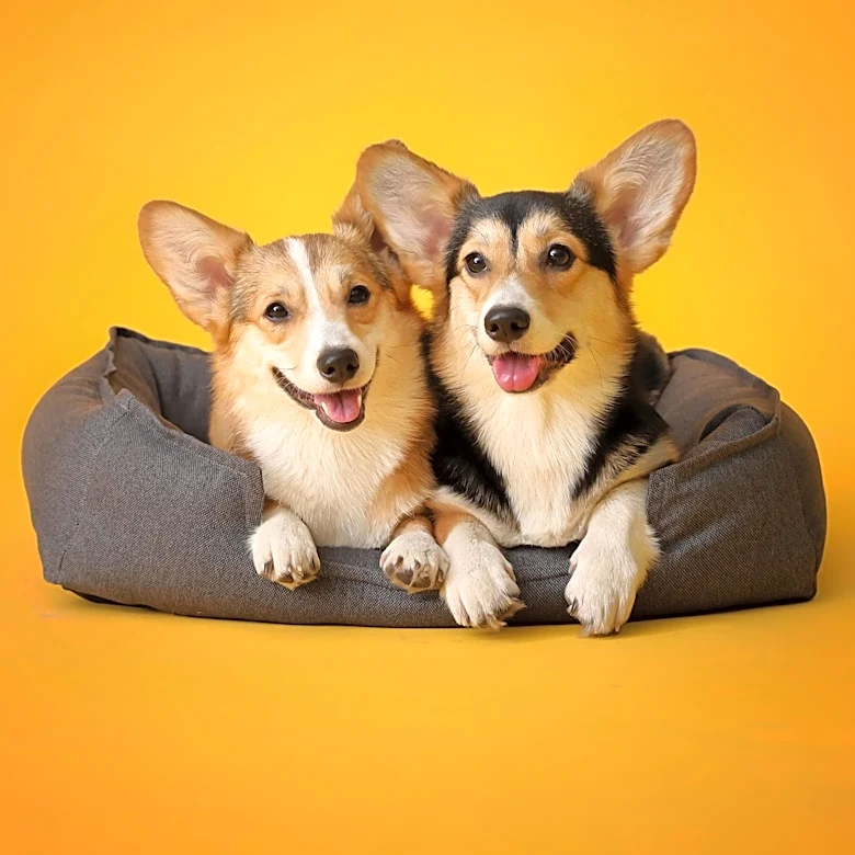 Great Dane's Attempt to Fit in Corgi's Bed Goes Viral, Amuses Internet