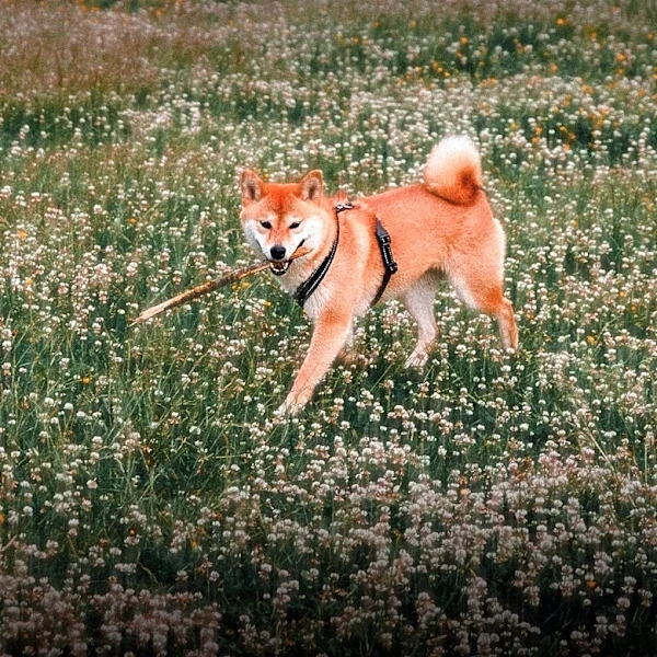 Shiba Inu's Diagonal Walk Becomes Viral Sensation, Sparking Amusement