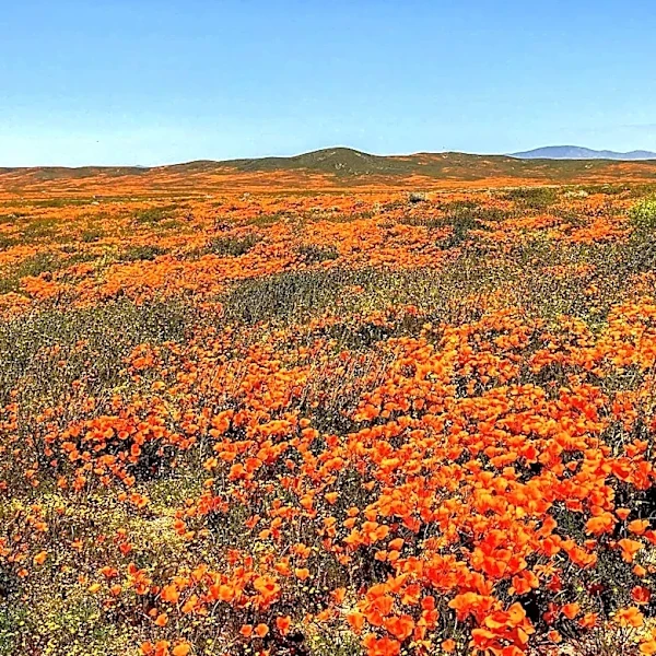 Carrizo Plain National Monument Offers Springtime Blooms and Solitude for Road Trippers