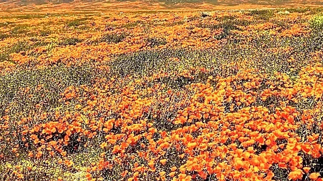 Carrizo Plain National Monument Offers Springtime Blooms and Solitude for Road Trippers