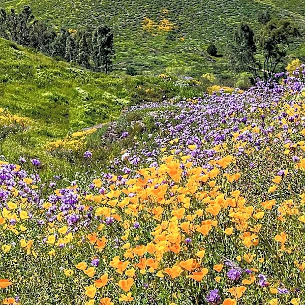 Carrizo Plain National Monument Offers Springtime Blooms and Solitude