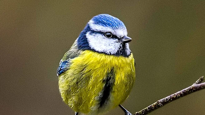 Petoskey Regional Audubon Society Hosts Event Featuring Darrell Lawson's Scotland Birding Adventures