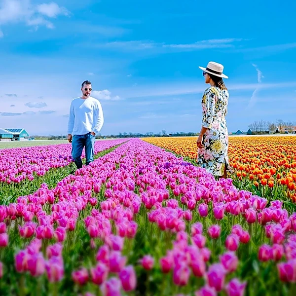 Weber's PeachBerry Farm Launches First Annual Tulip Picking Event