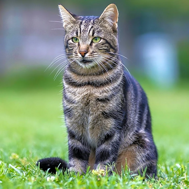 Taunton Animal Shelter Seeks New Home for Clyde, a Tiger Tabby Cat