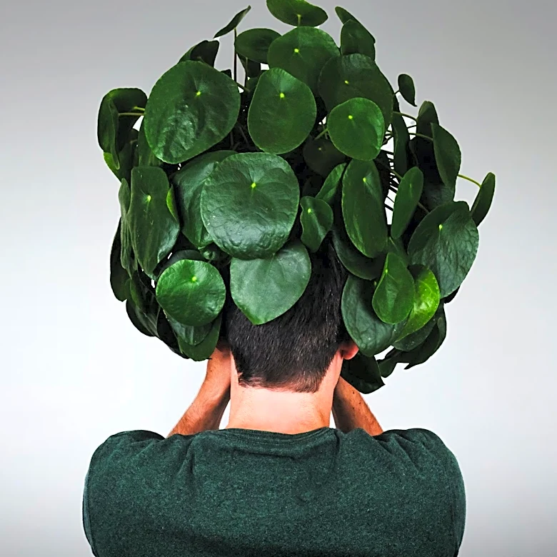 Tim Dowling's Humorous Take on Hair Loss and Acceptance