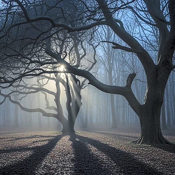 Shudder Acquires Mark O'Brien's Supernatural Horror Film 'The Voices Of Our Mother' for Streaming