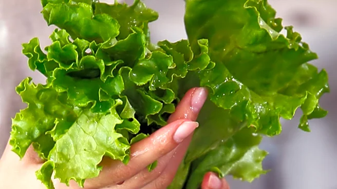 Experts Warn Against Risks of Consuming Bagged Lettuce