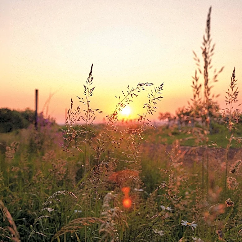 Chicago Park District Promotes Native Lawn Alternatives to Enhance Biodiversity