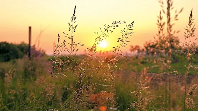 Chicago Park District Promotes Native Lawn Alternatives to Enhance Biodiversity