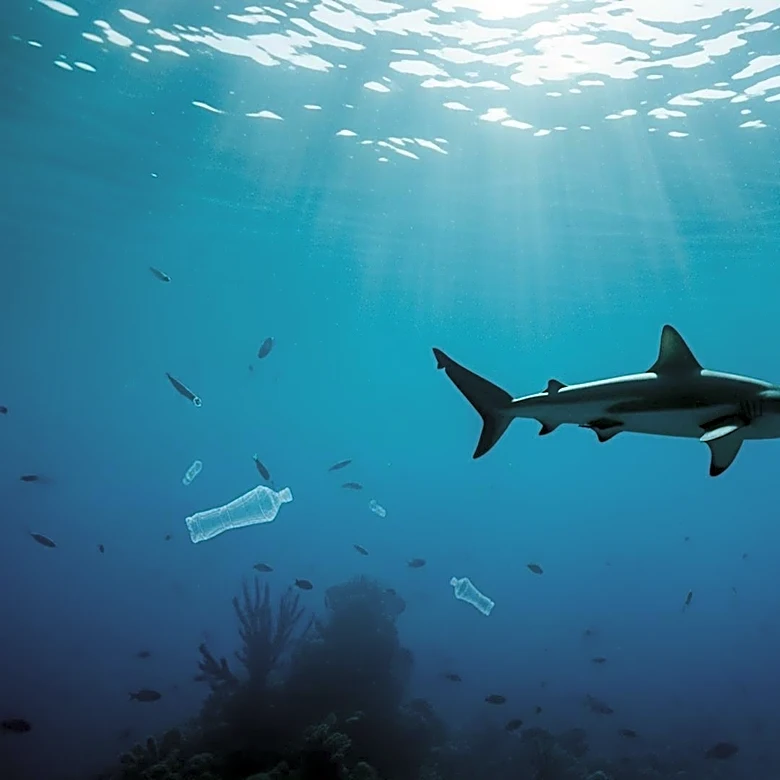 Netflix's 'Thrash' Delivers Shark Thriller with Environmental Message