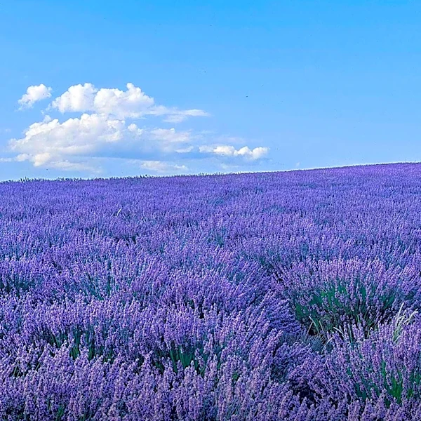 April Care Tips for Lavender to Ensure Optimal Summer Bloom
