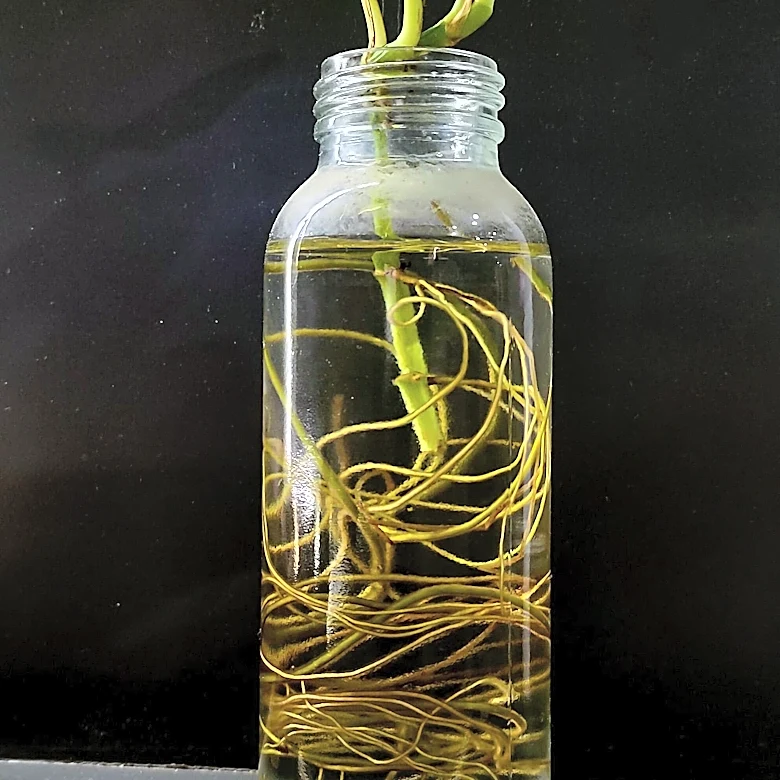 Marlene Simon Demonstrates Plant Propagation Techniques for Home Gardeners