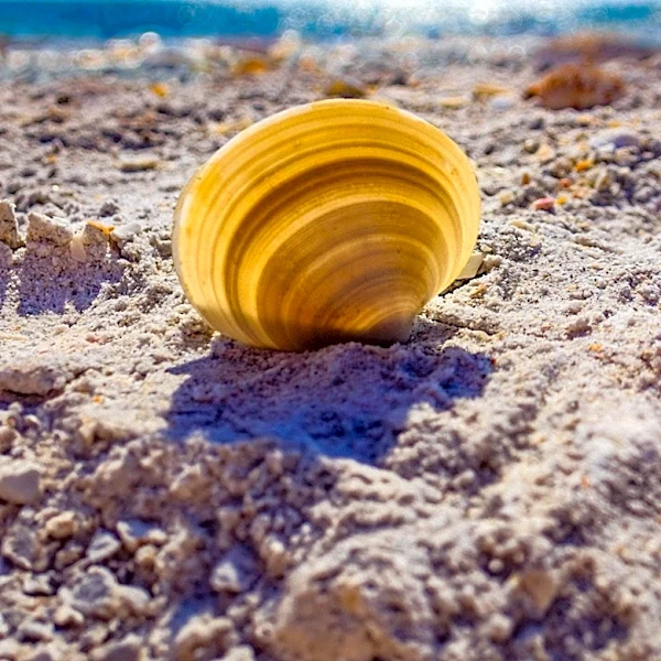 Naturalist Kristen Williams Explores Unique Sand Dollars in Florida