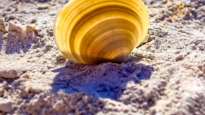 Naturalist Kristen Williams Explores Unique Sand Dollars in Florida